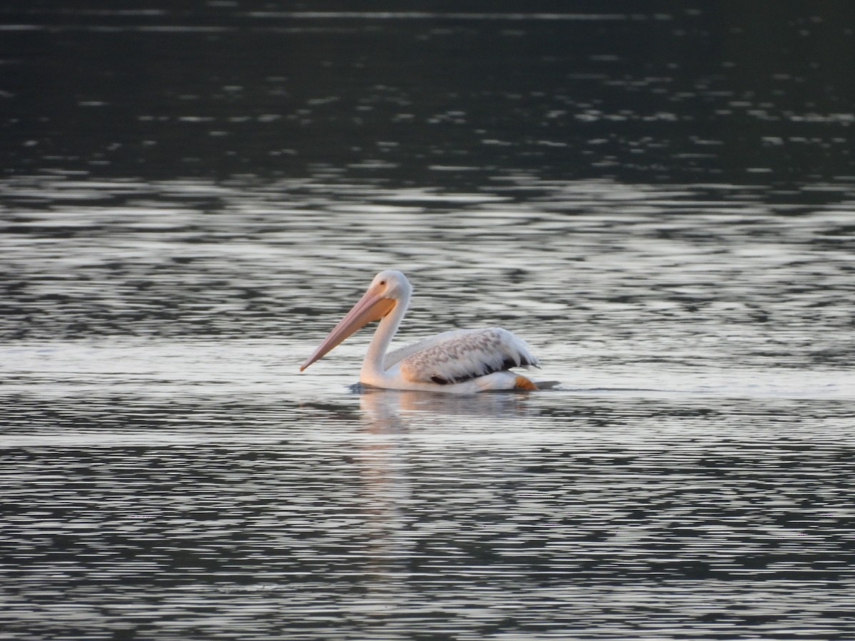 American White Pelican - ML630755344