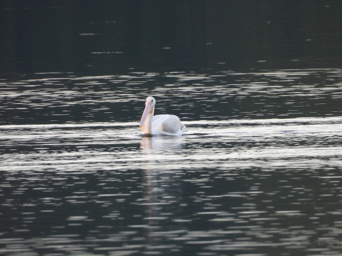 American White Pelican - ML630755345
