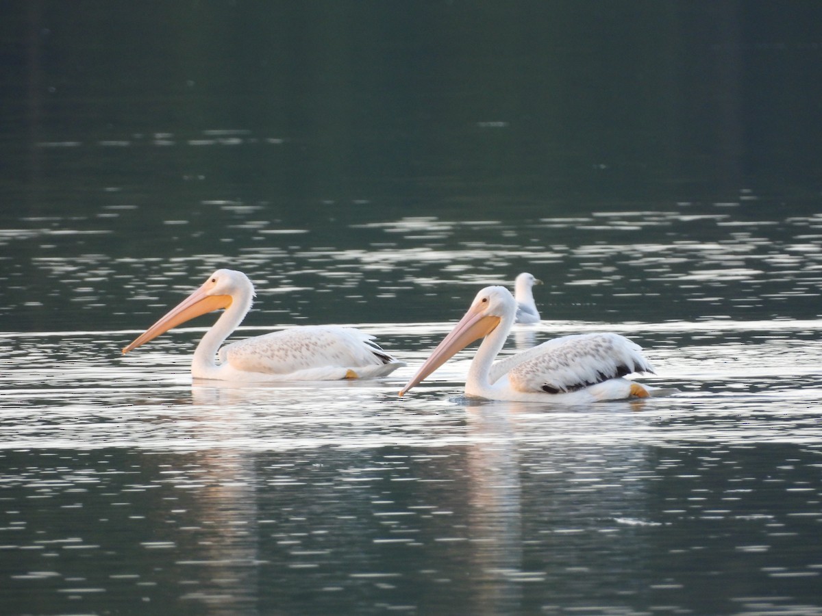 American White Pelican - ML630755347