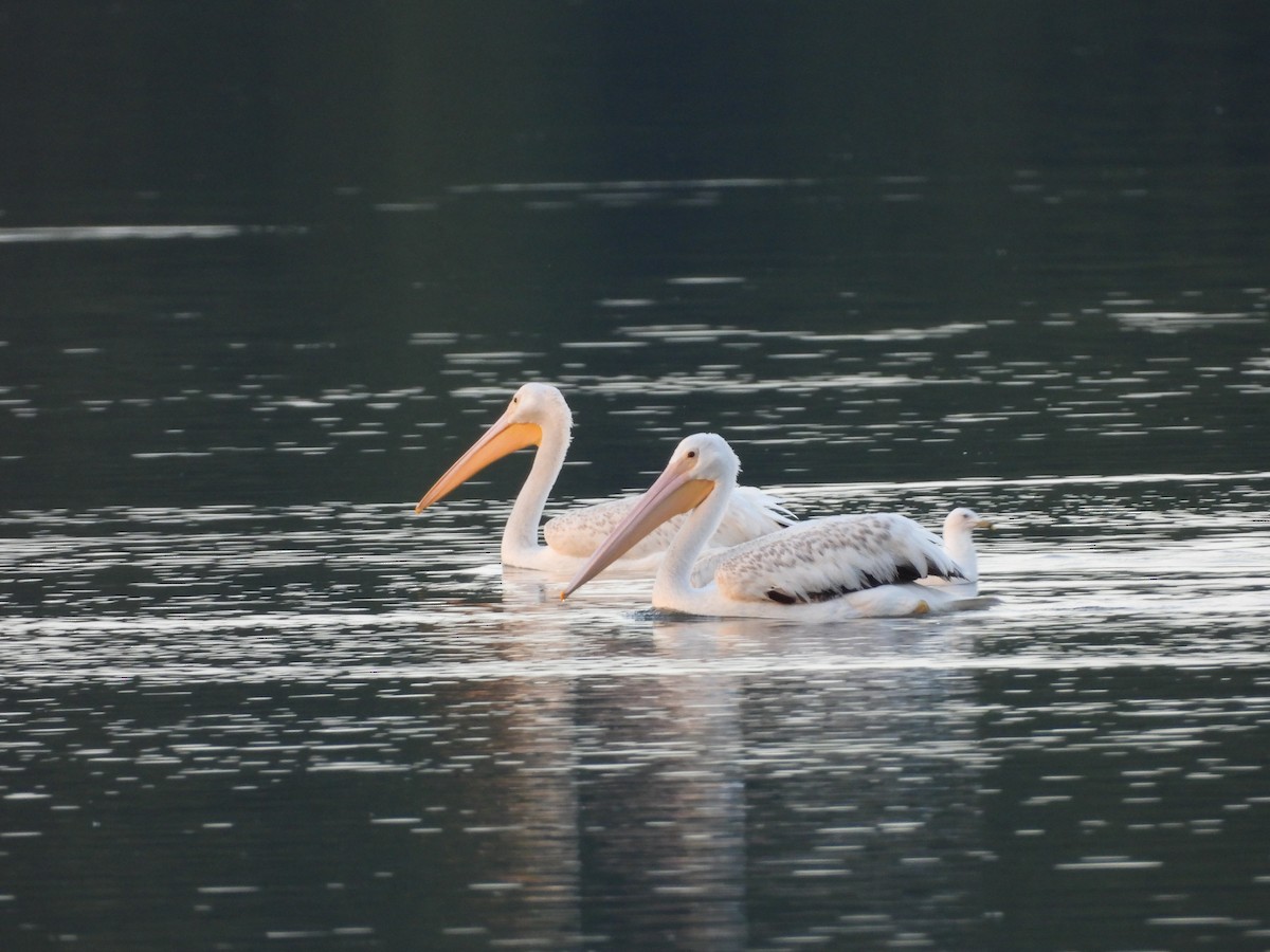 American White Pelican - ML630755349
