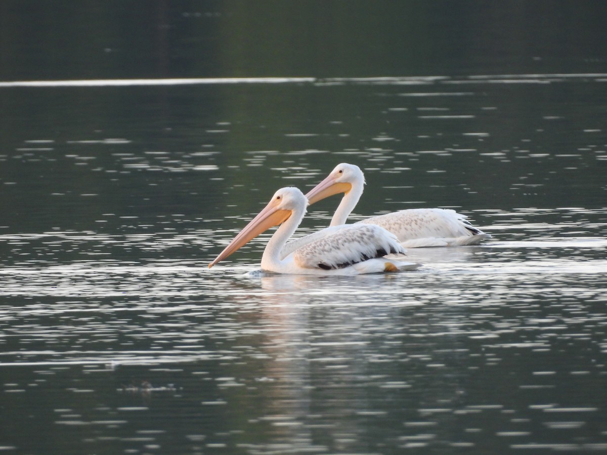 American White Pelican - ML630755351