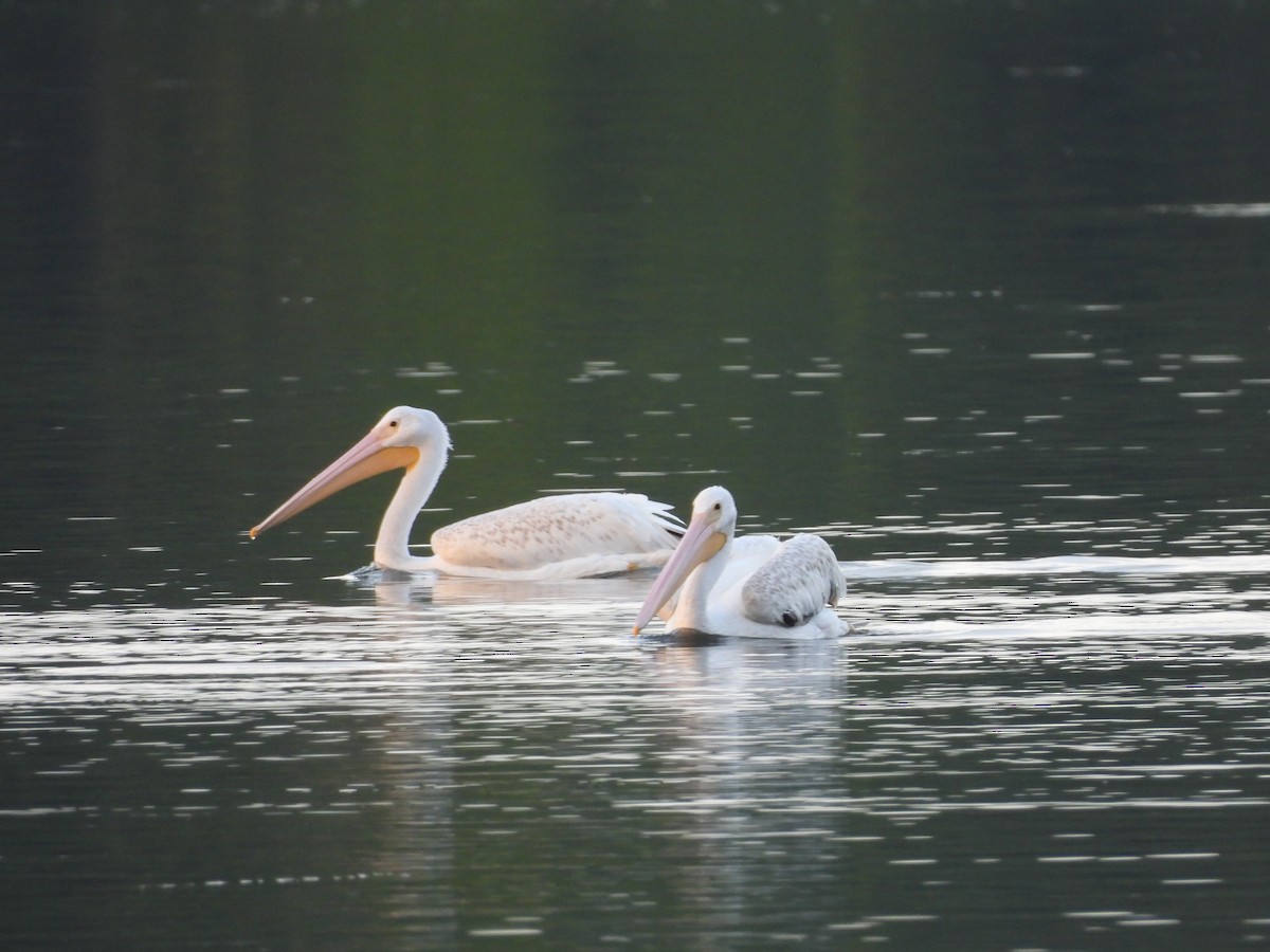 American White Pelican - ML630755352