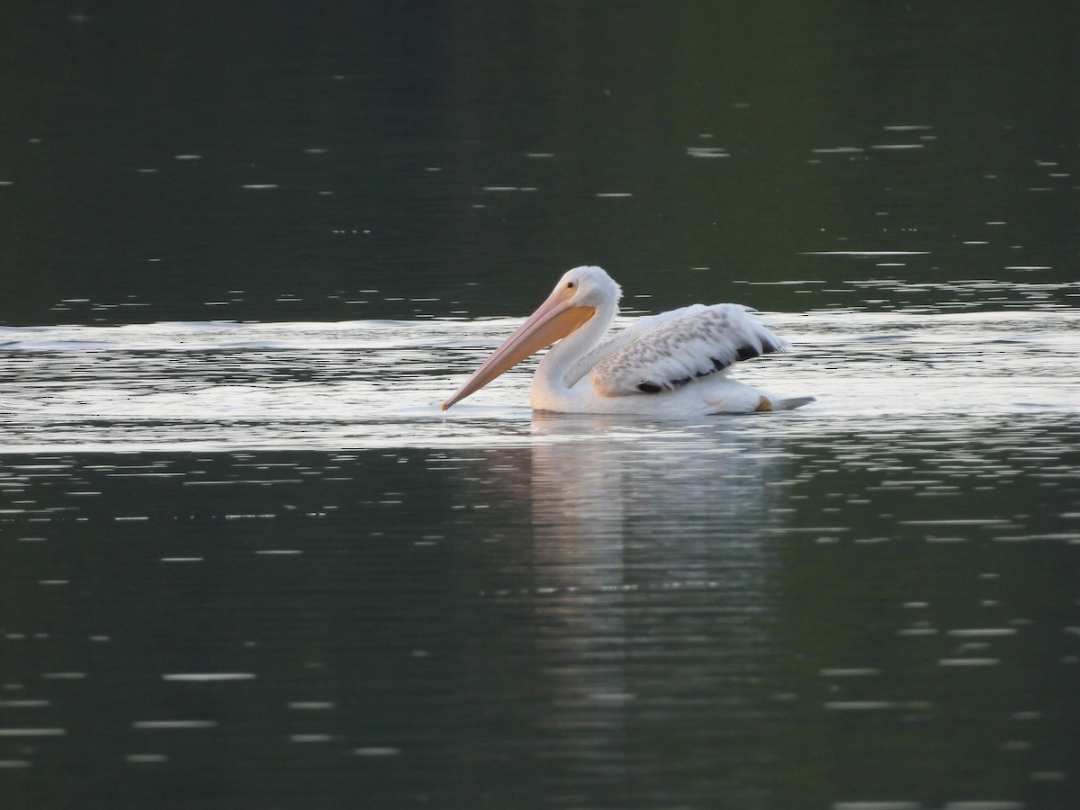 American White Pelican - ML630755353