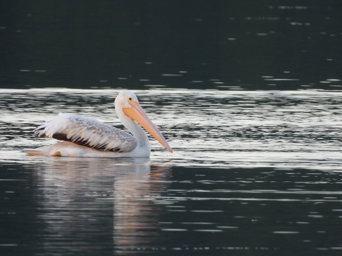 American White Pelican - ML630755354