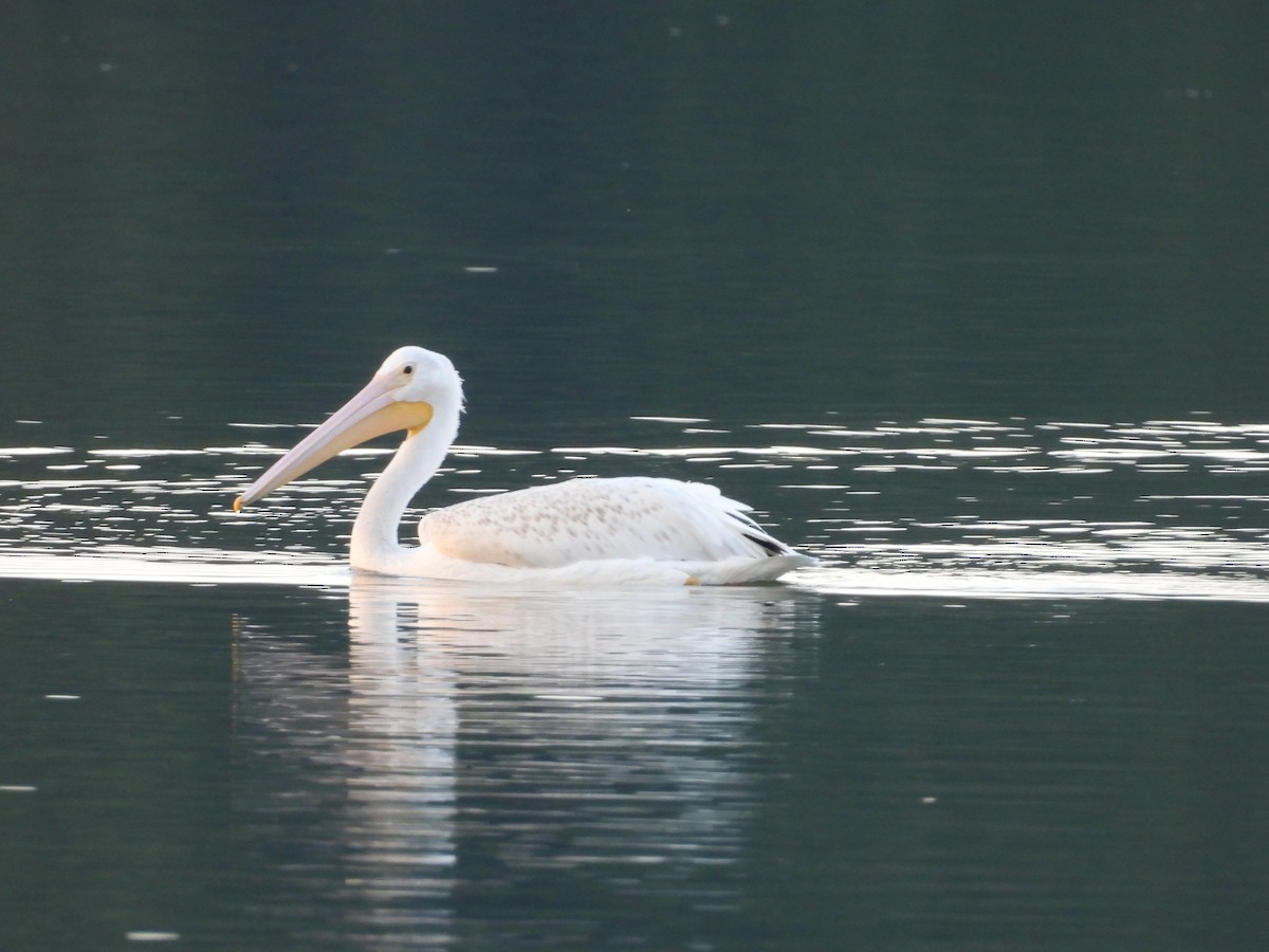 American White Pelican - ML630755486