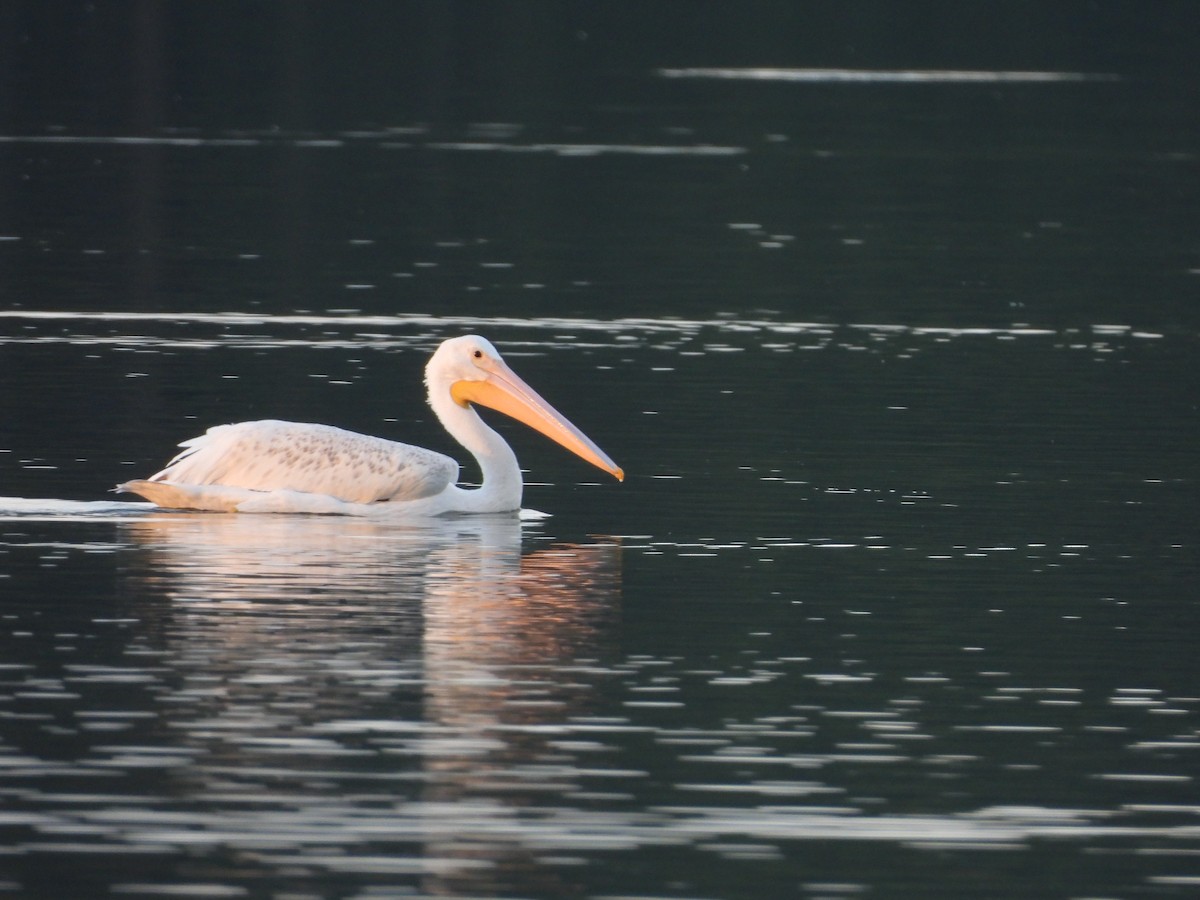 American White Pelican - ML630755487