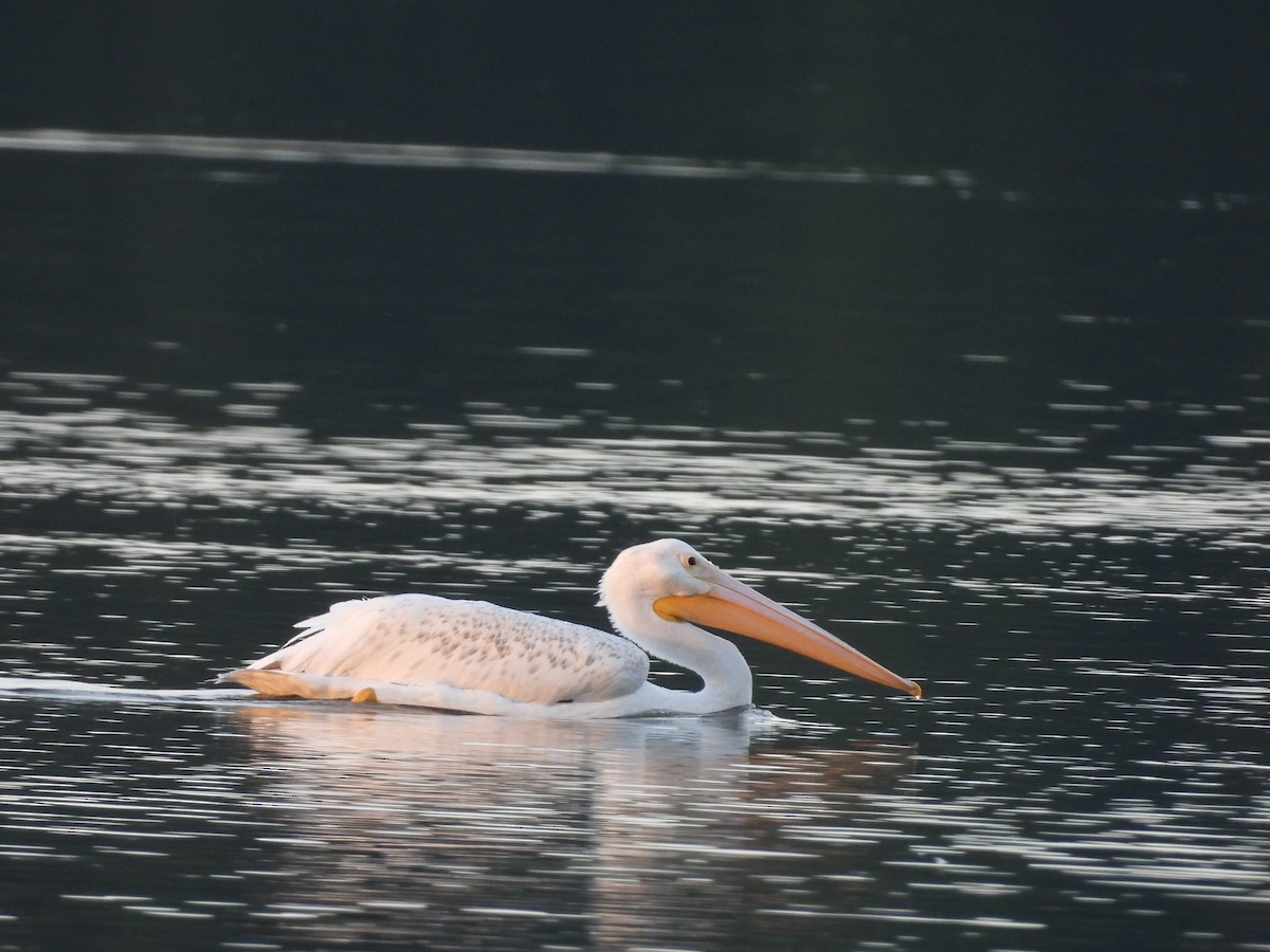 American White Pelican - ML630755488