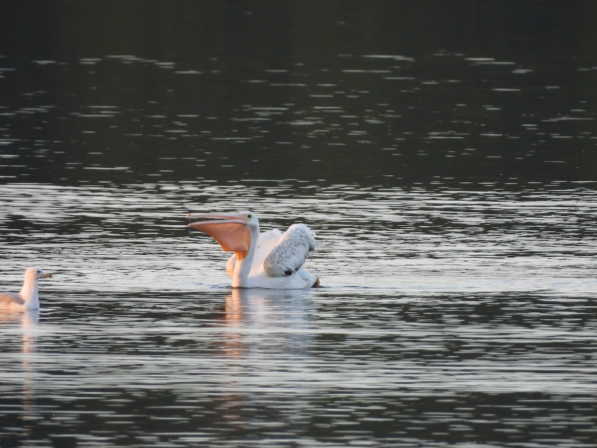 American White Pelican - ML630755489