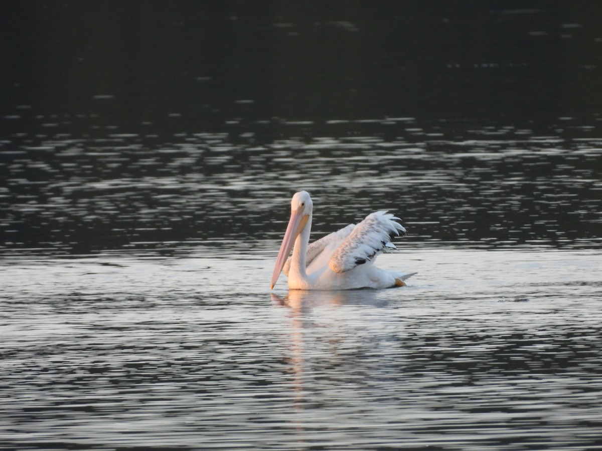 American White Pelican - ML630755490