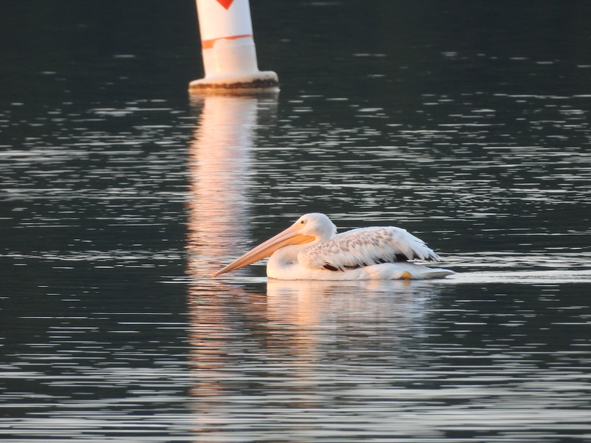 American White Pelican - ML630755491