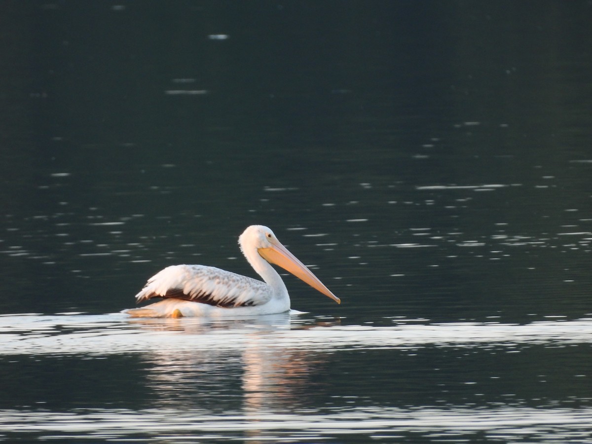 American White Pelican - ML630755493