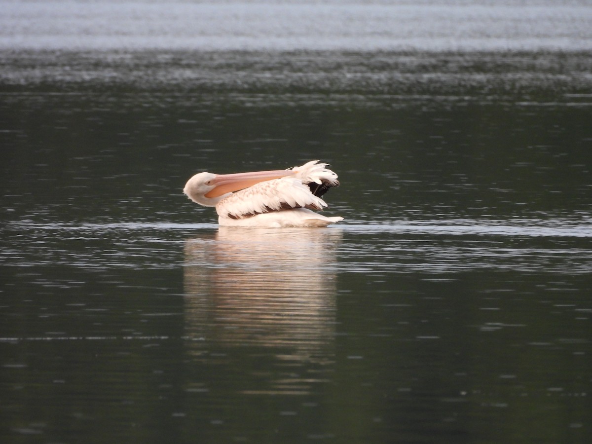 American White Pelican - ML630755494