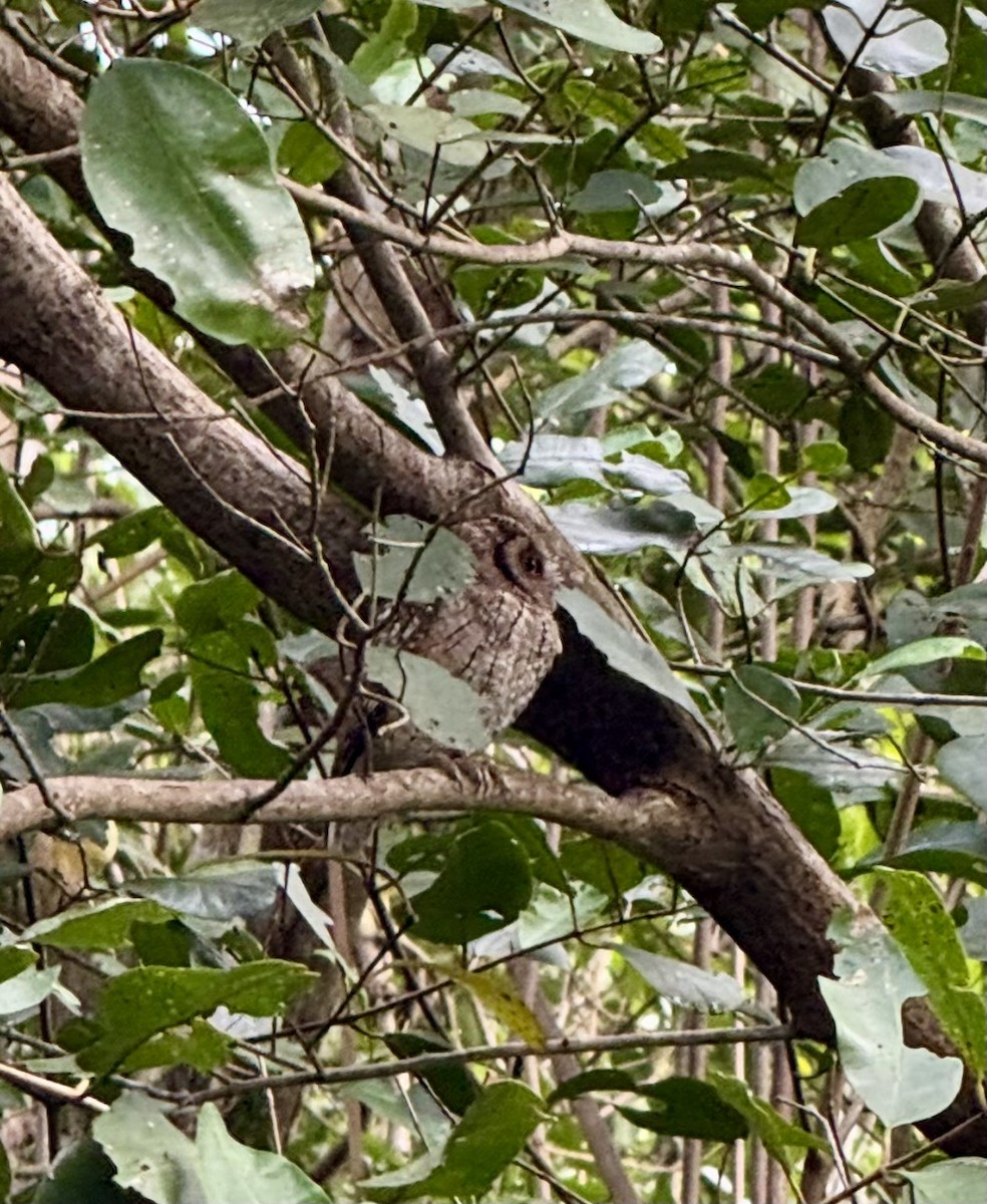 Tropical Screech-Owl - ML630755500