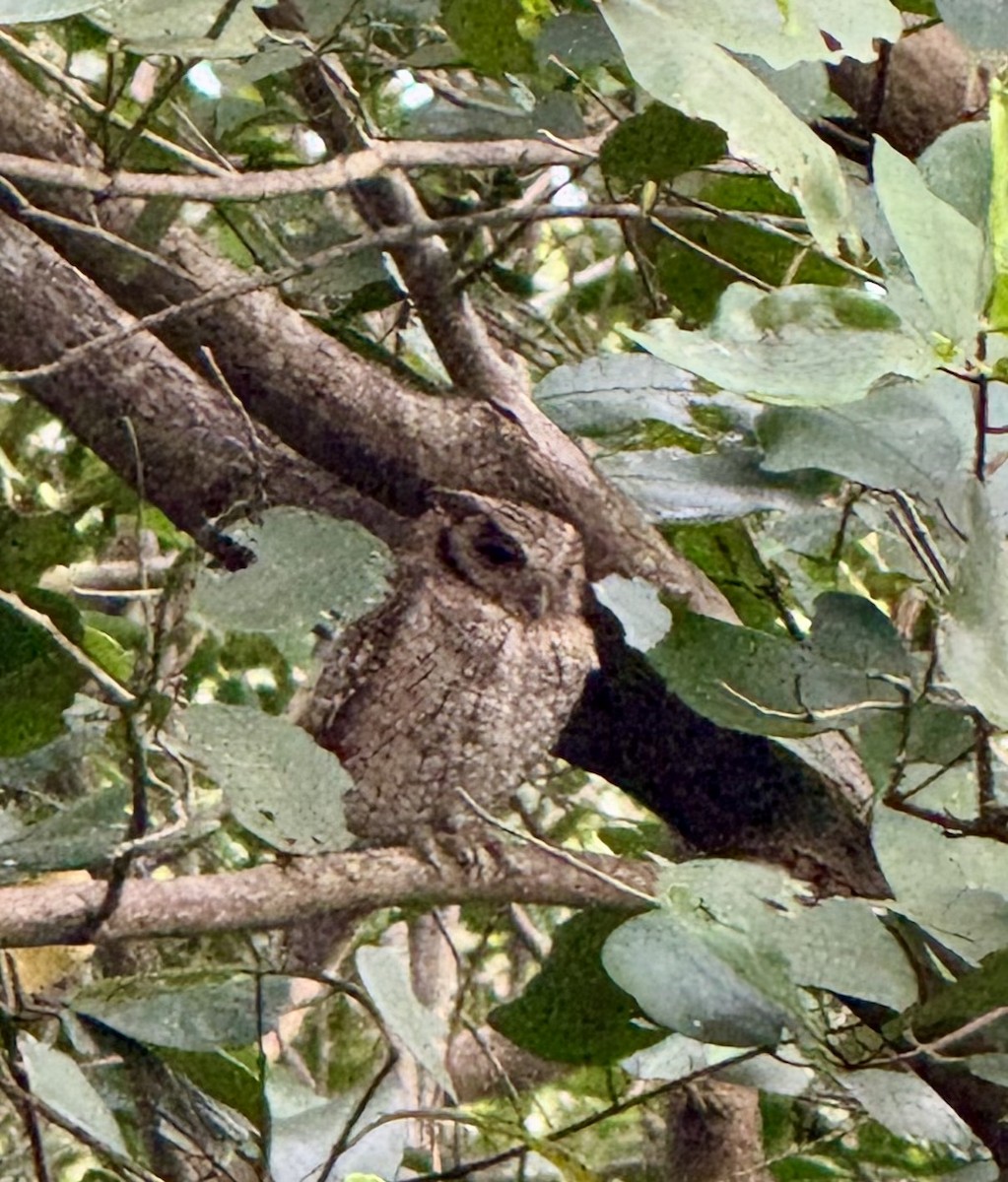 Tropical Screech-Owl - ML630755501