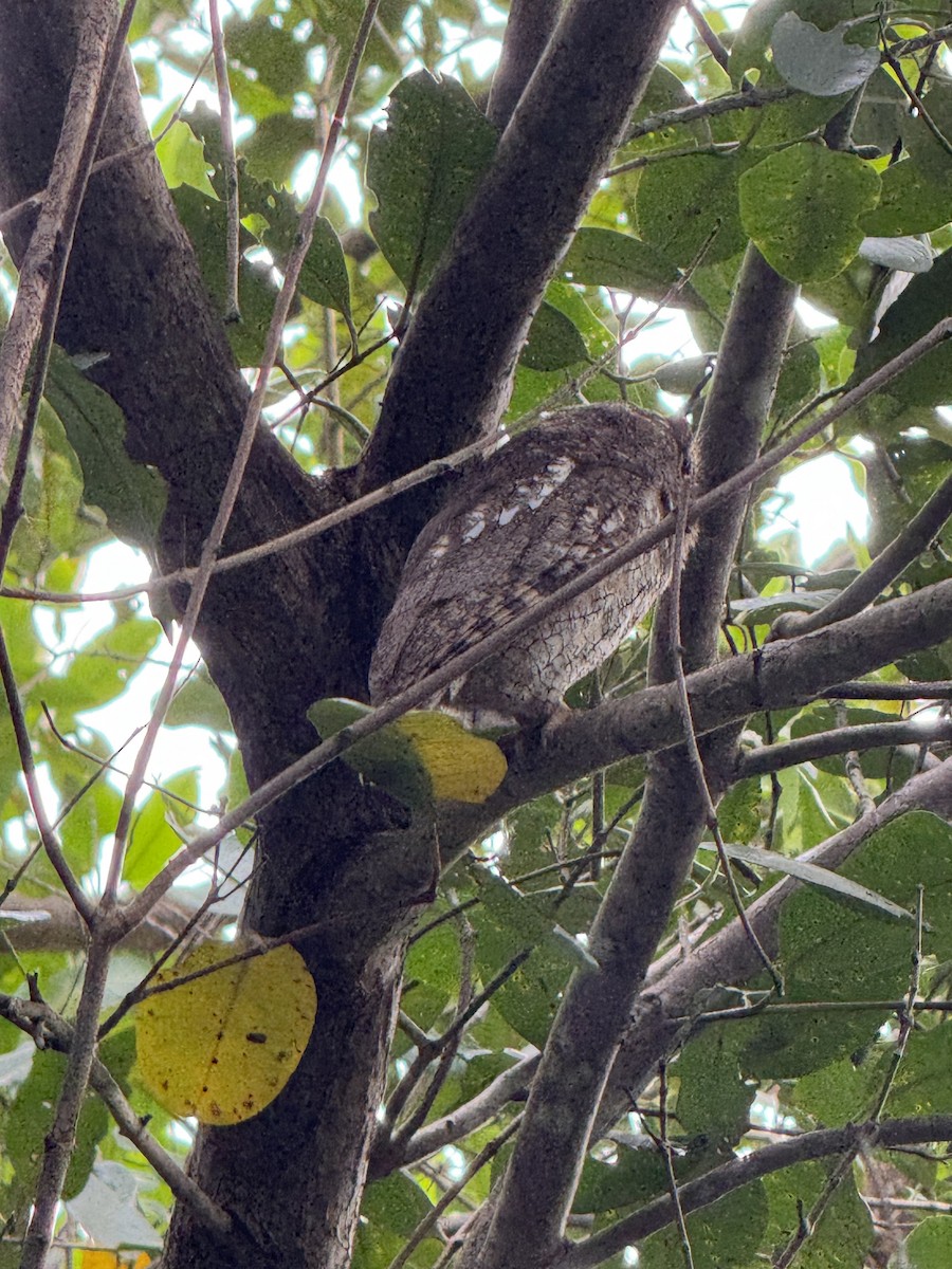 Tropical Screech-Owl - ML630755503