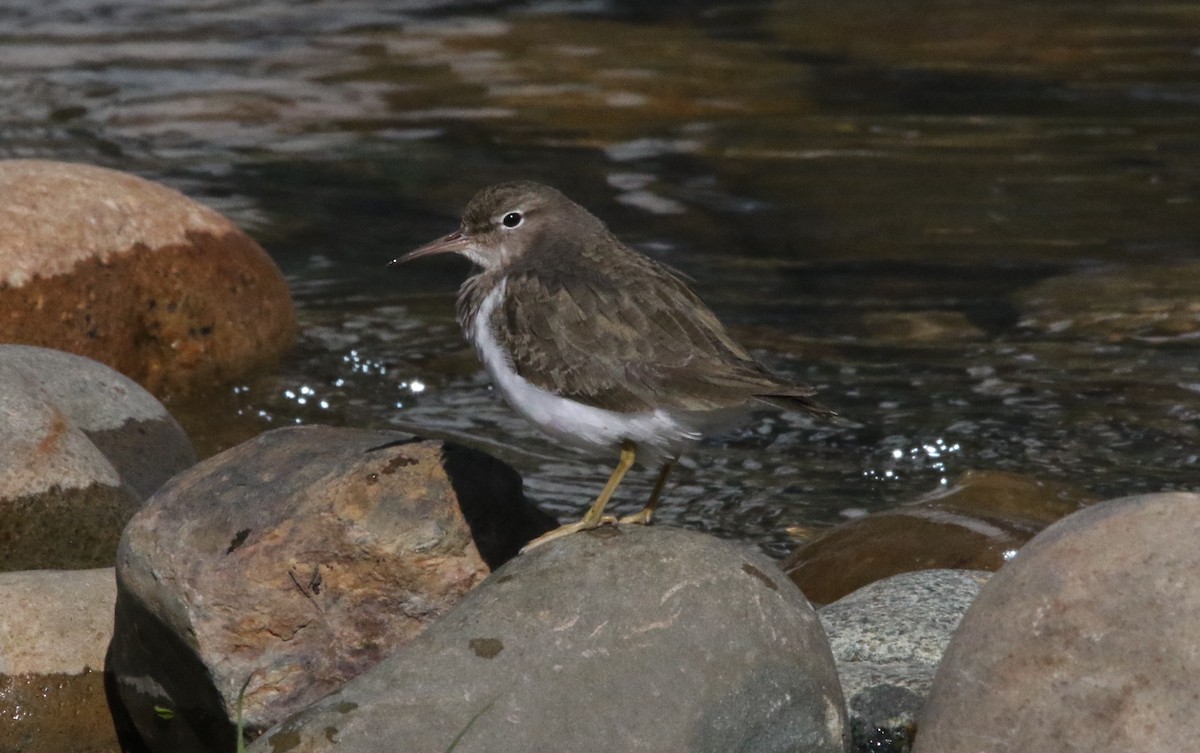 ביצנית נקודה - ML630755539