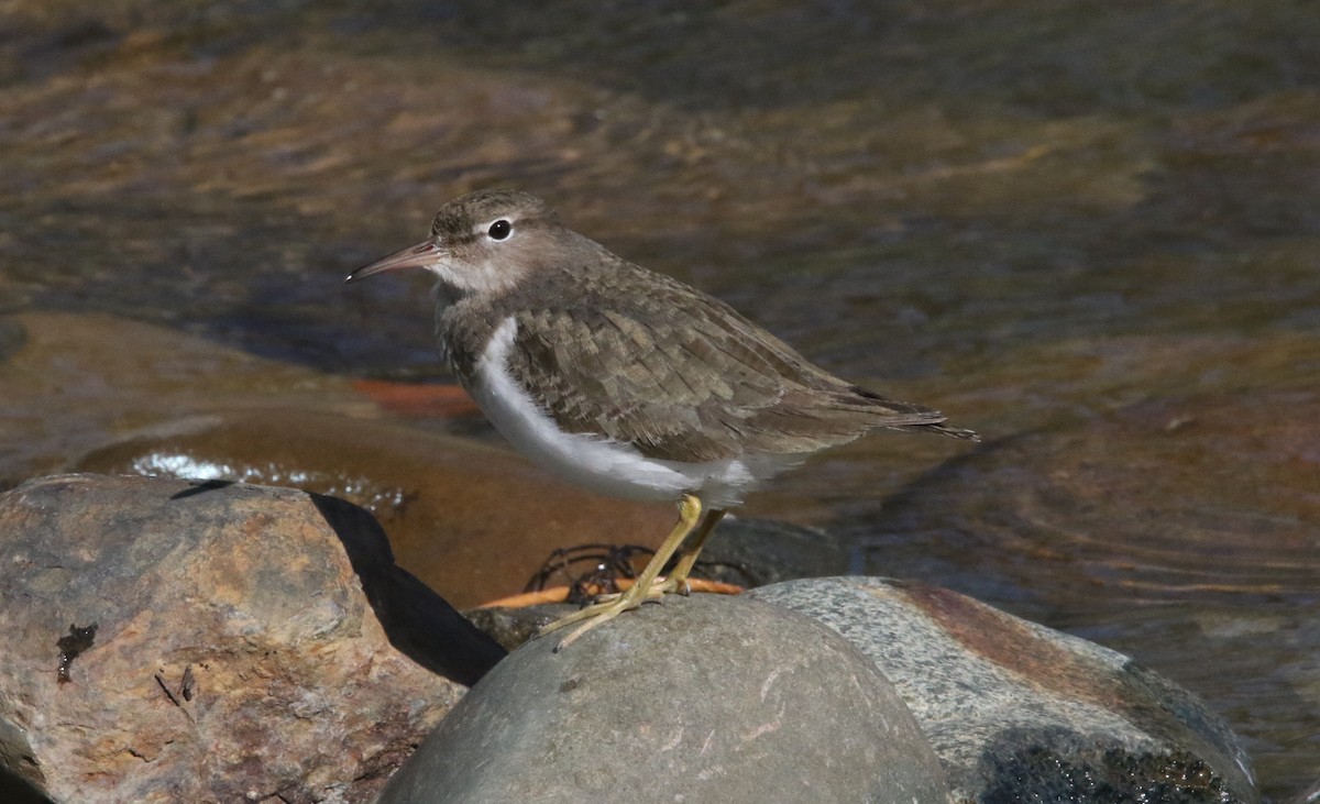 ביצנית נקודה - ML630755544
