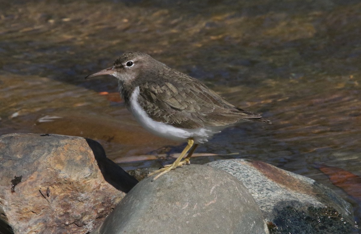 ביצנית נקודה - ML630755550