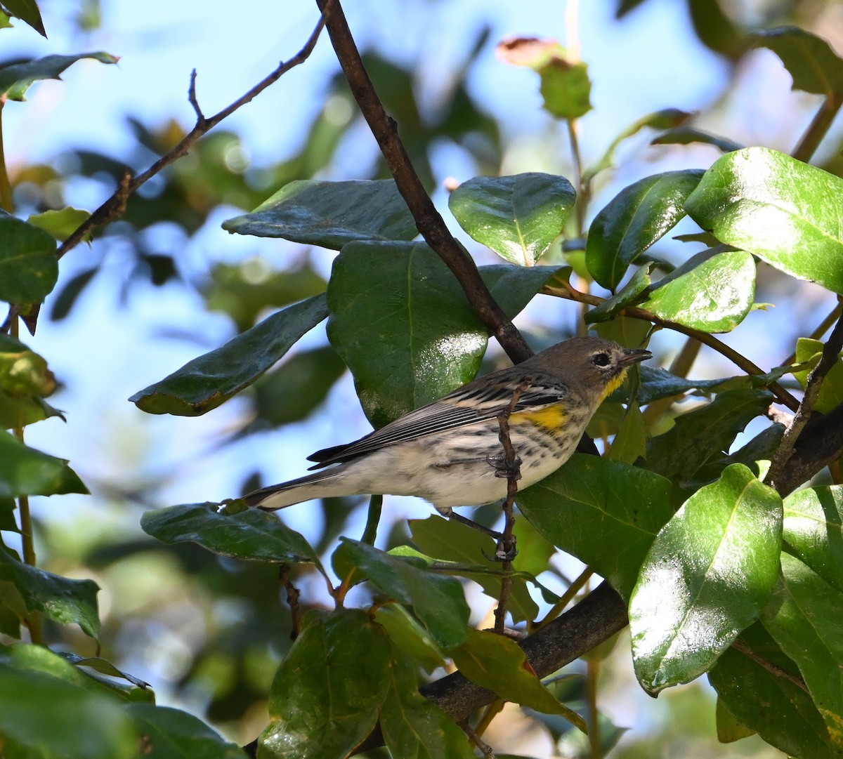 Yellow-rumped Warbler - ML630755732
