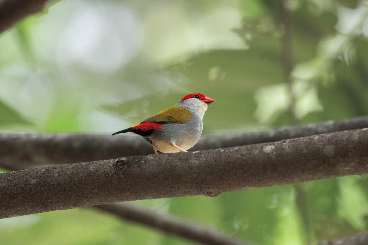 Red-browed Firetail - ML630755882