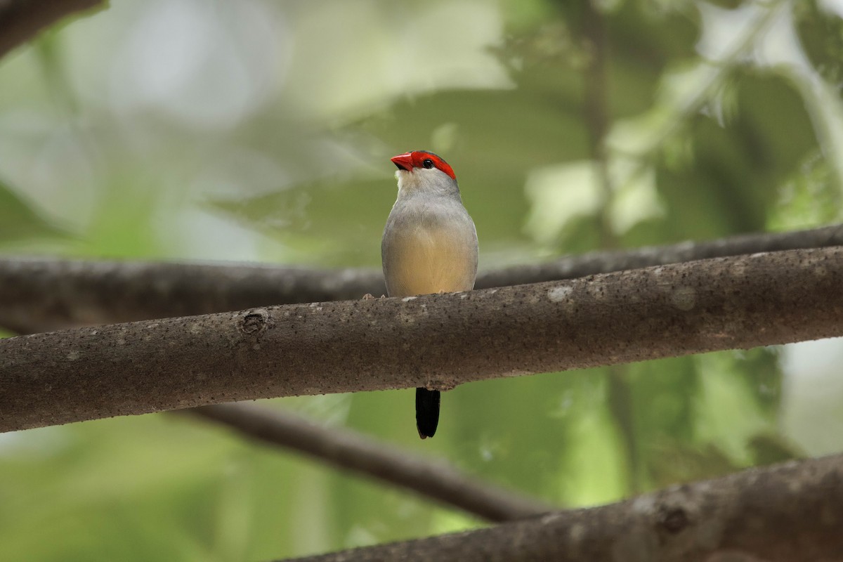Red-browed Firetail - ML630755883