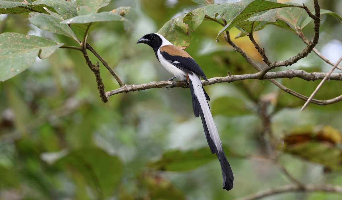 White-bellied Treepie - ML630755955