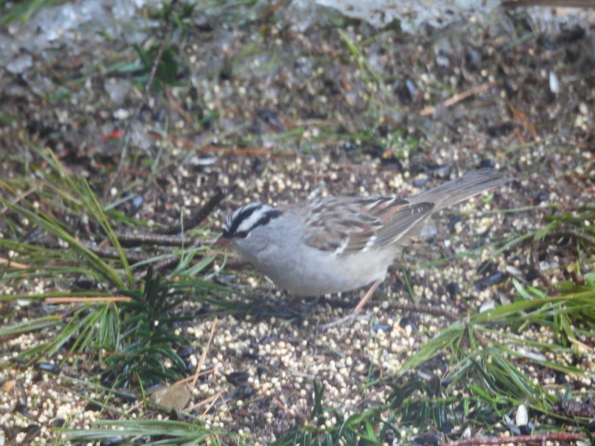 White-crowned Sparrow - ML630756208