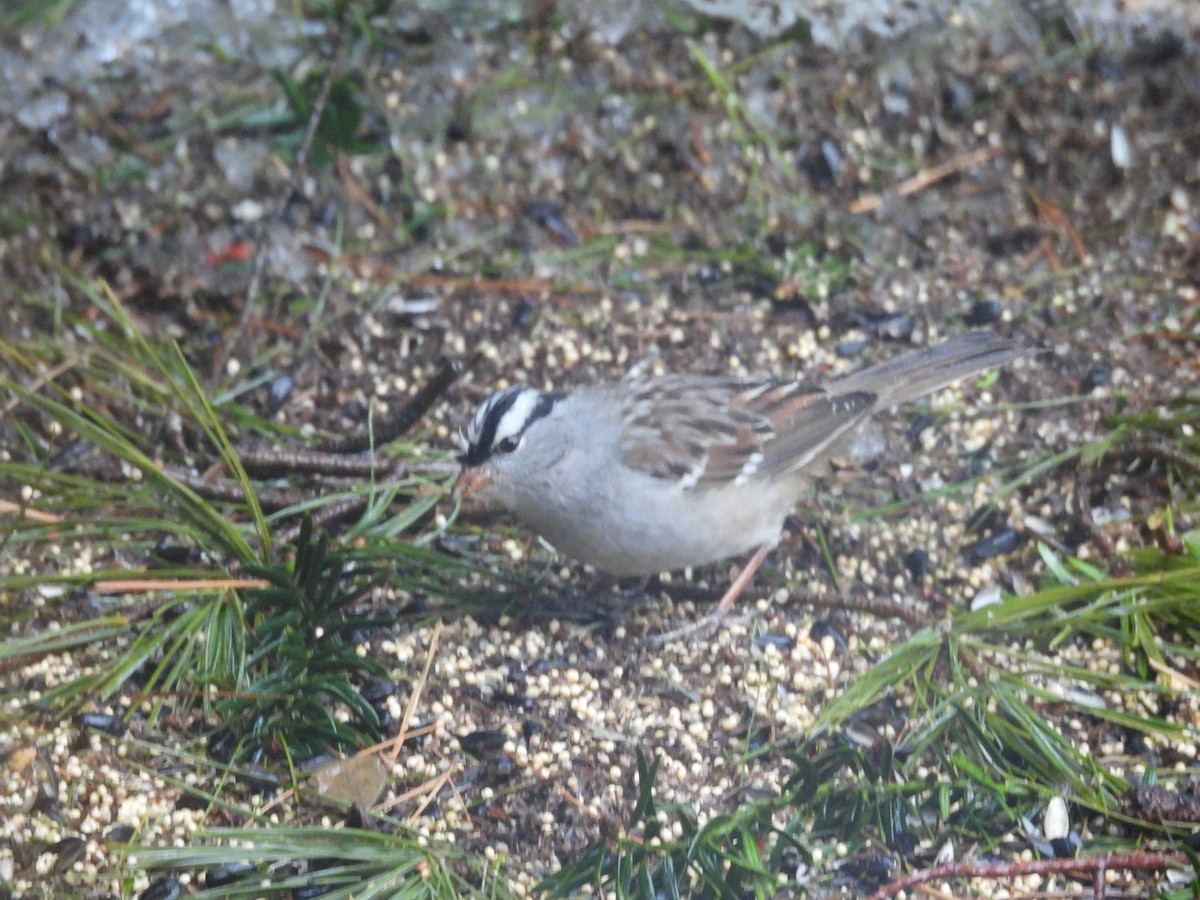 White-crowned Sparrow - ML630756209