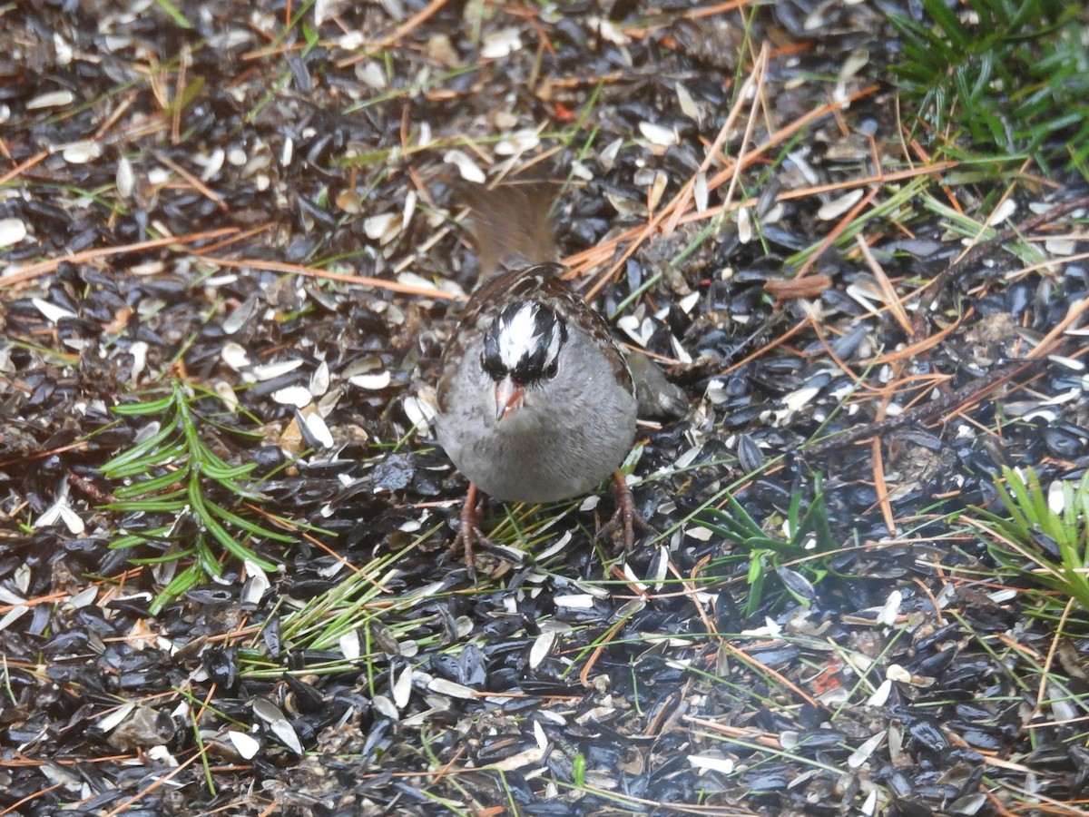 White-crowned Sparrow - ML630756210