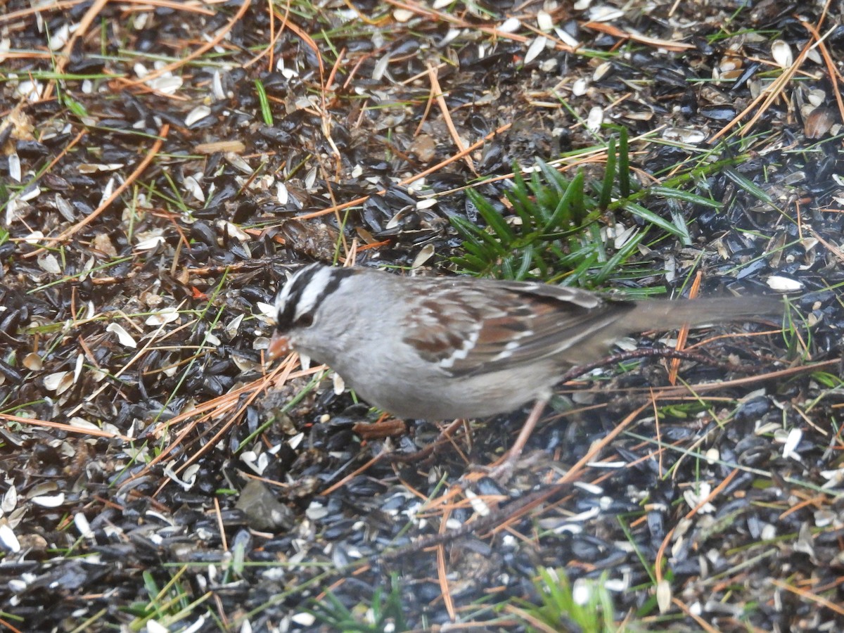 White-crowned Sparrow - ML630756212