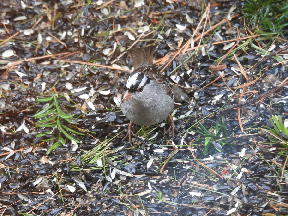 White-crowned Sparrow - ML630756213
