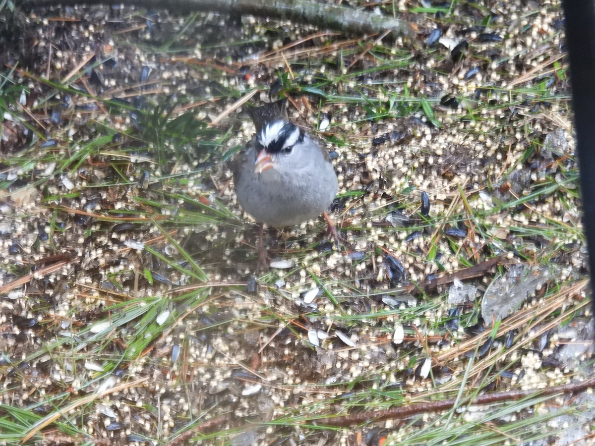 White-crowned Sparrow - ML630756215