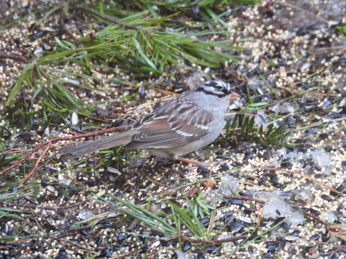 White-crowned Sparrow - ML630756216
