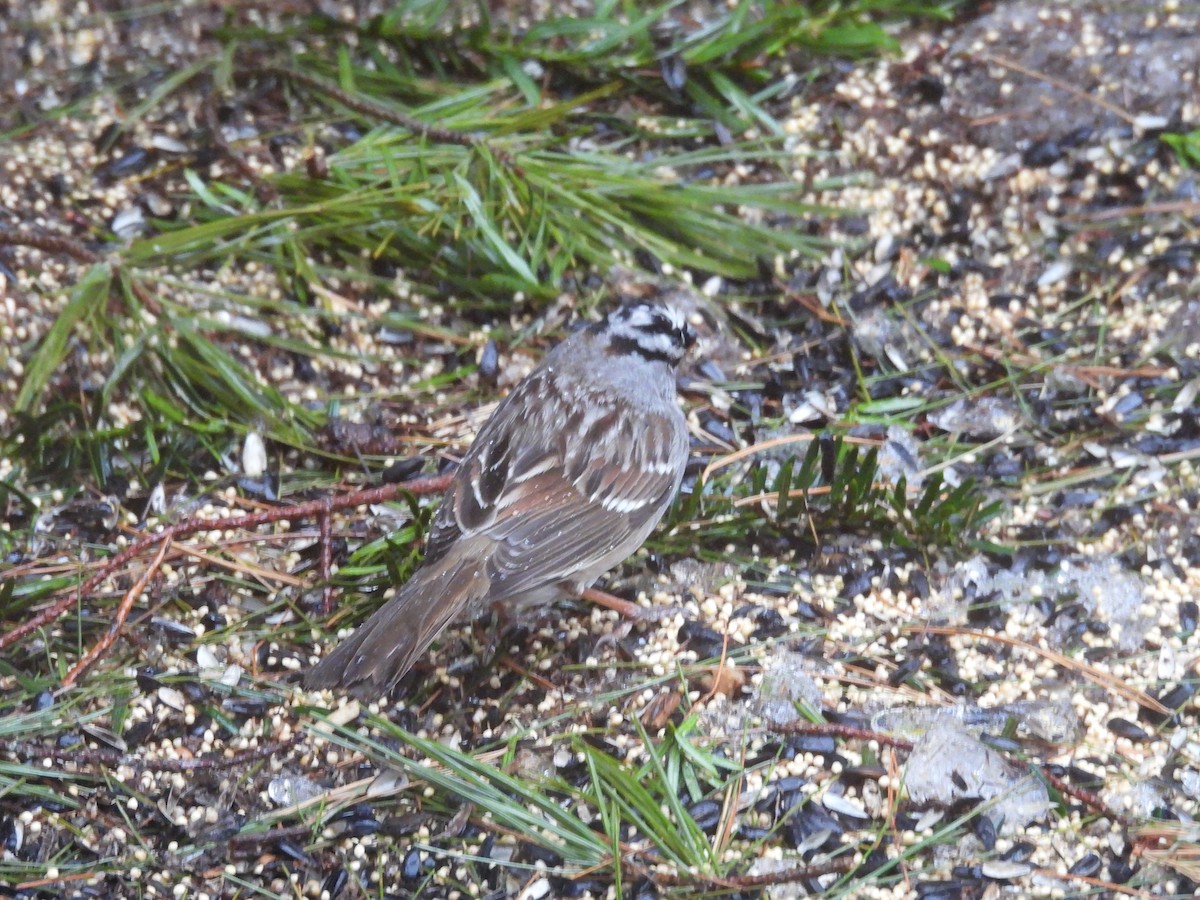 White-crowned Sparrow - ML630756217