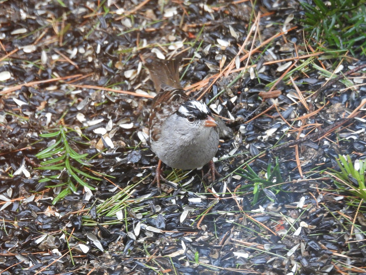 White-crowned Sparrow - ML630756218