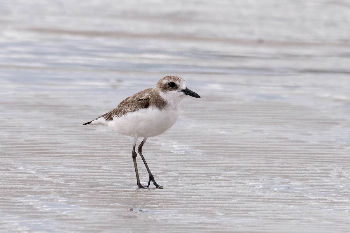 Greater Sand-Plover - ML630756345