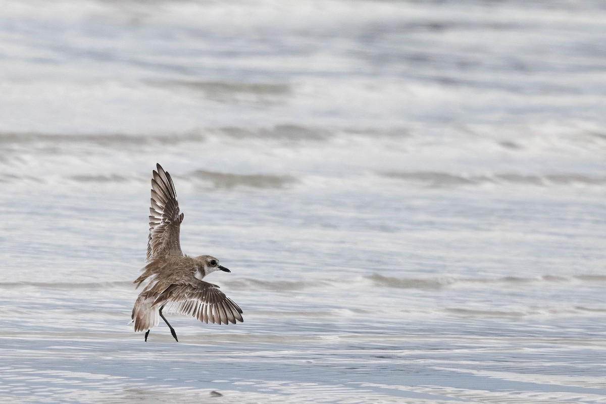 Greater Sand-Plover - ML630756346