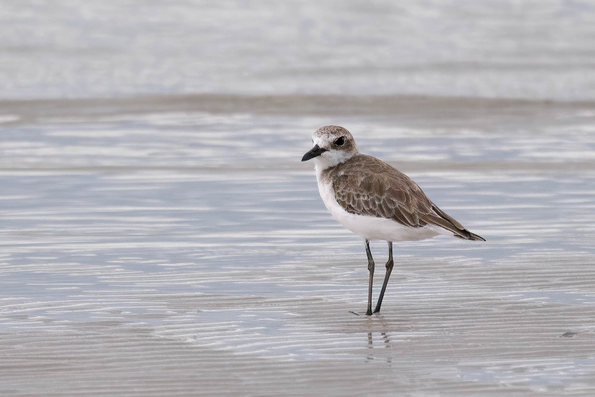 Greater Sand-Plover - ML630756347