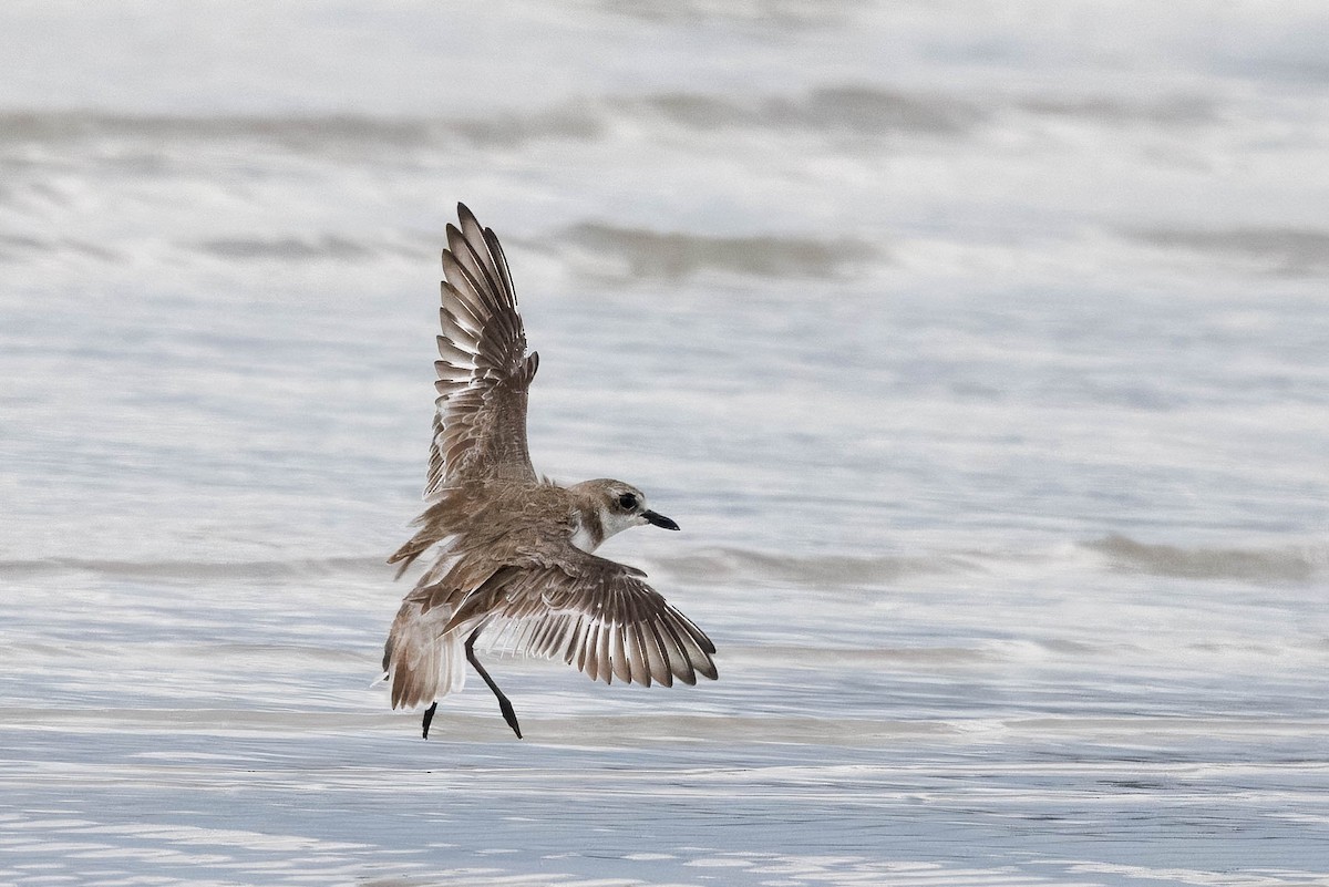 Greater Sand-Plover - ML630756348