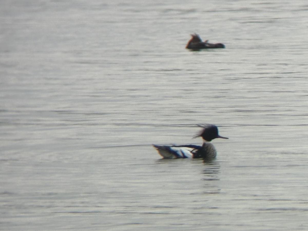 Red-breasted Merganser - ML630756430