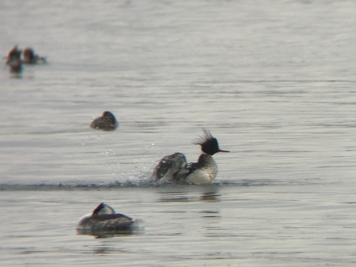 Red-breasted Merganser - ML630756432