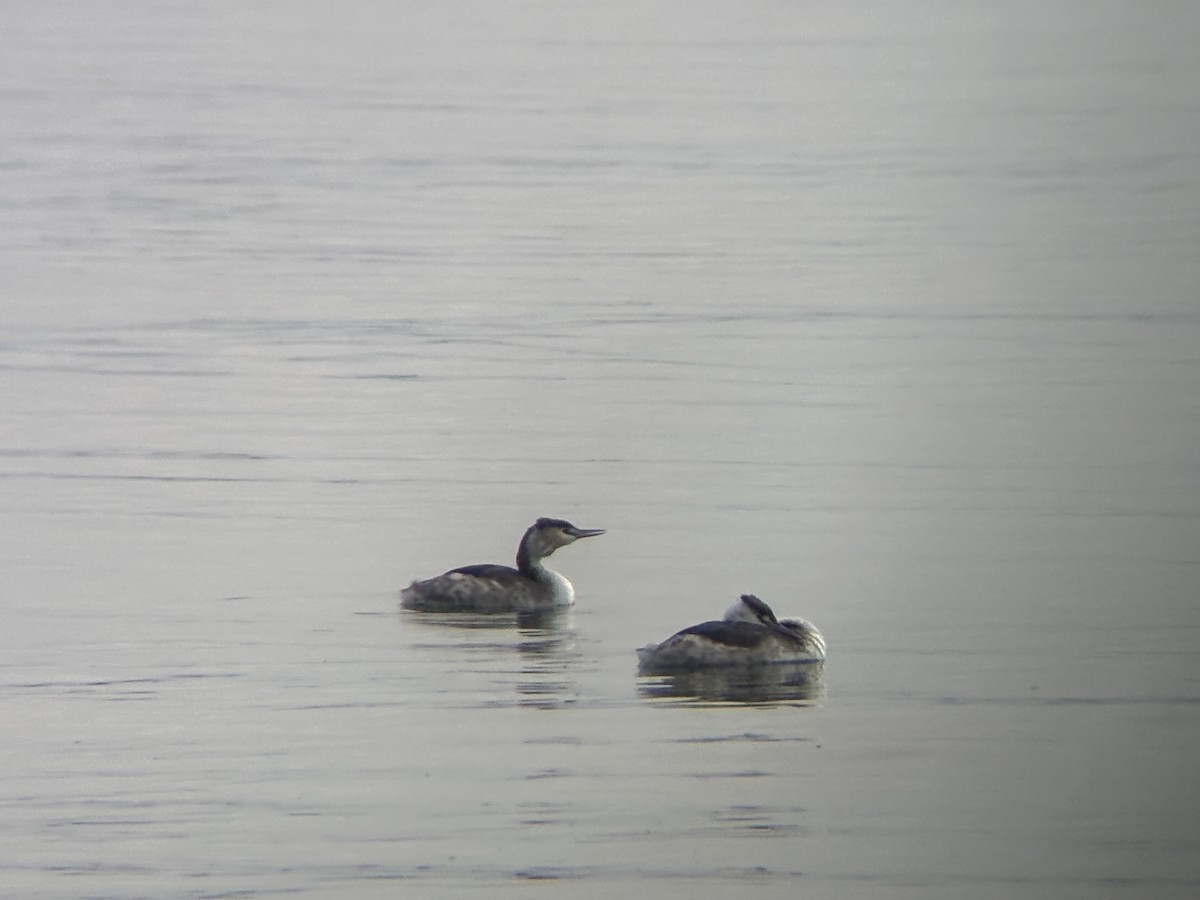 Great Crested Grebe - ML630756445
