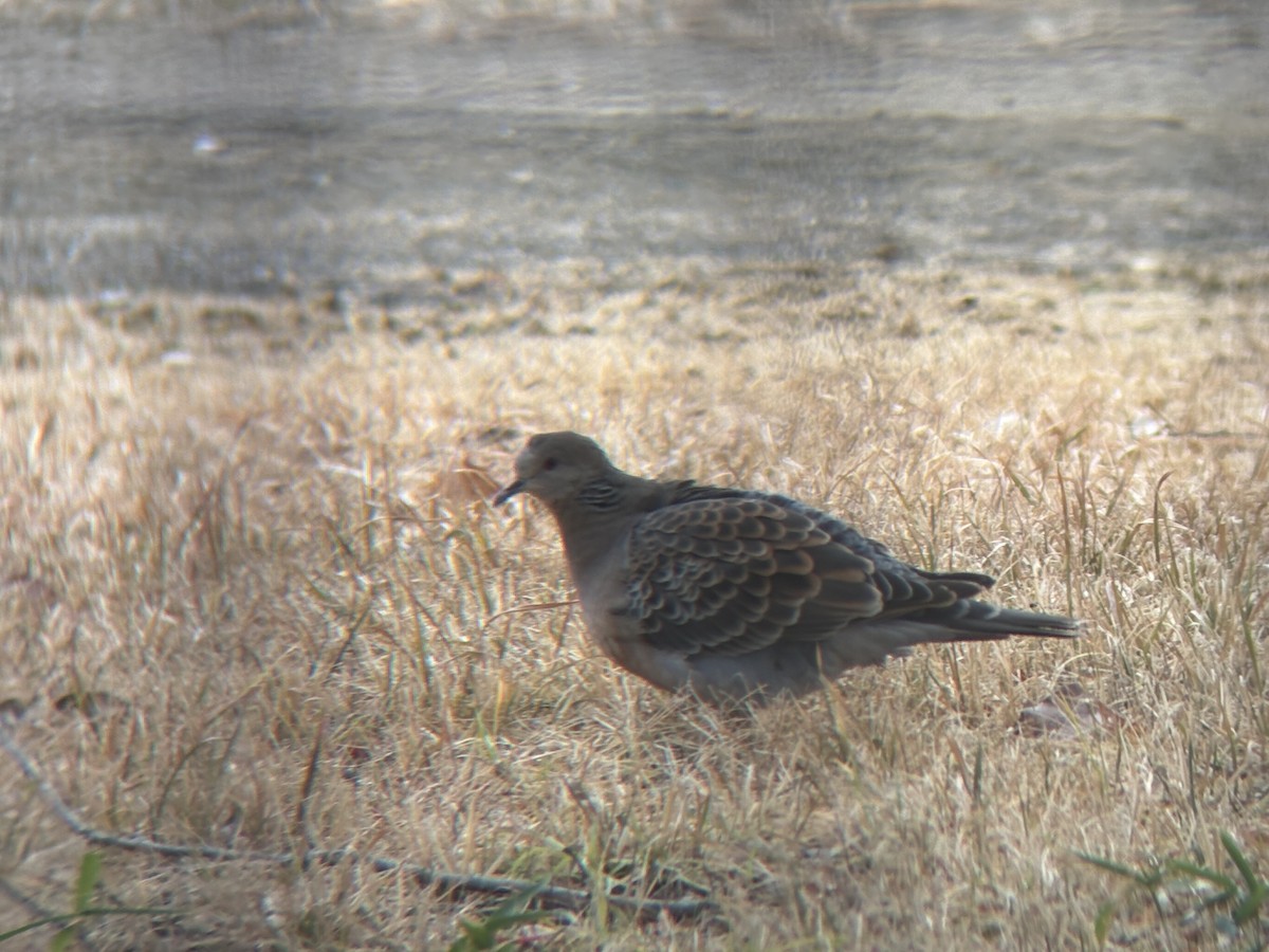 Oriental Turtle-Dove - ML630756452