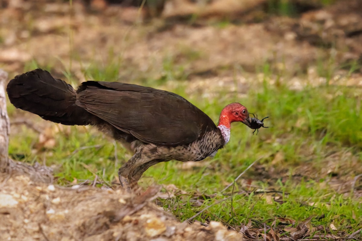 Australian Brushturkey - ML630756482