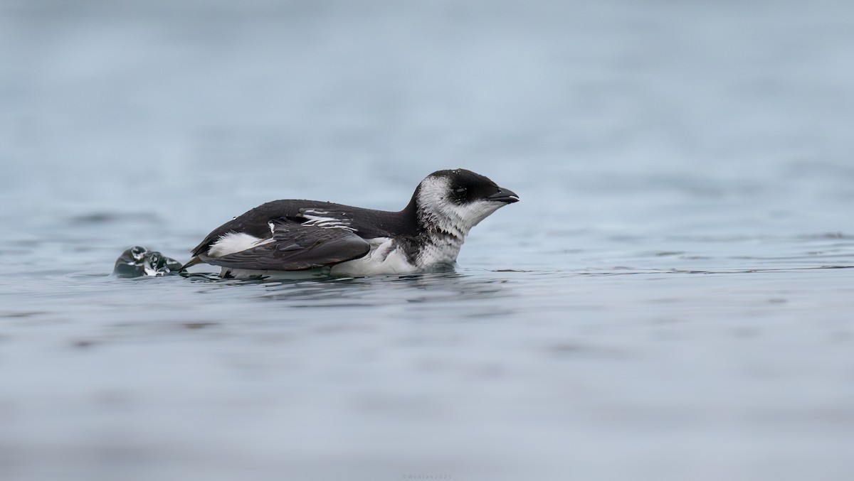 Dovekie - Wentao Yang