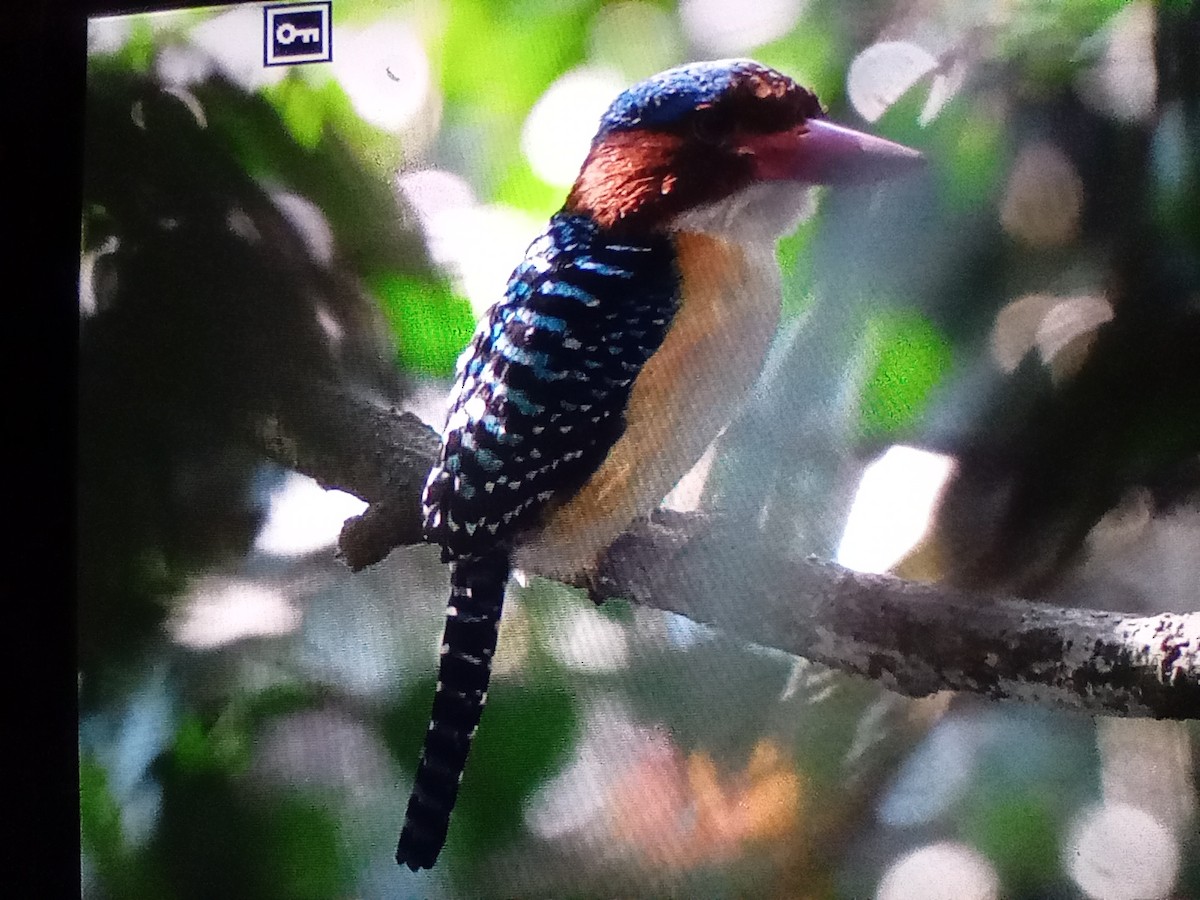 Banded Kingfisher - ML630756609
