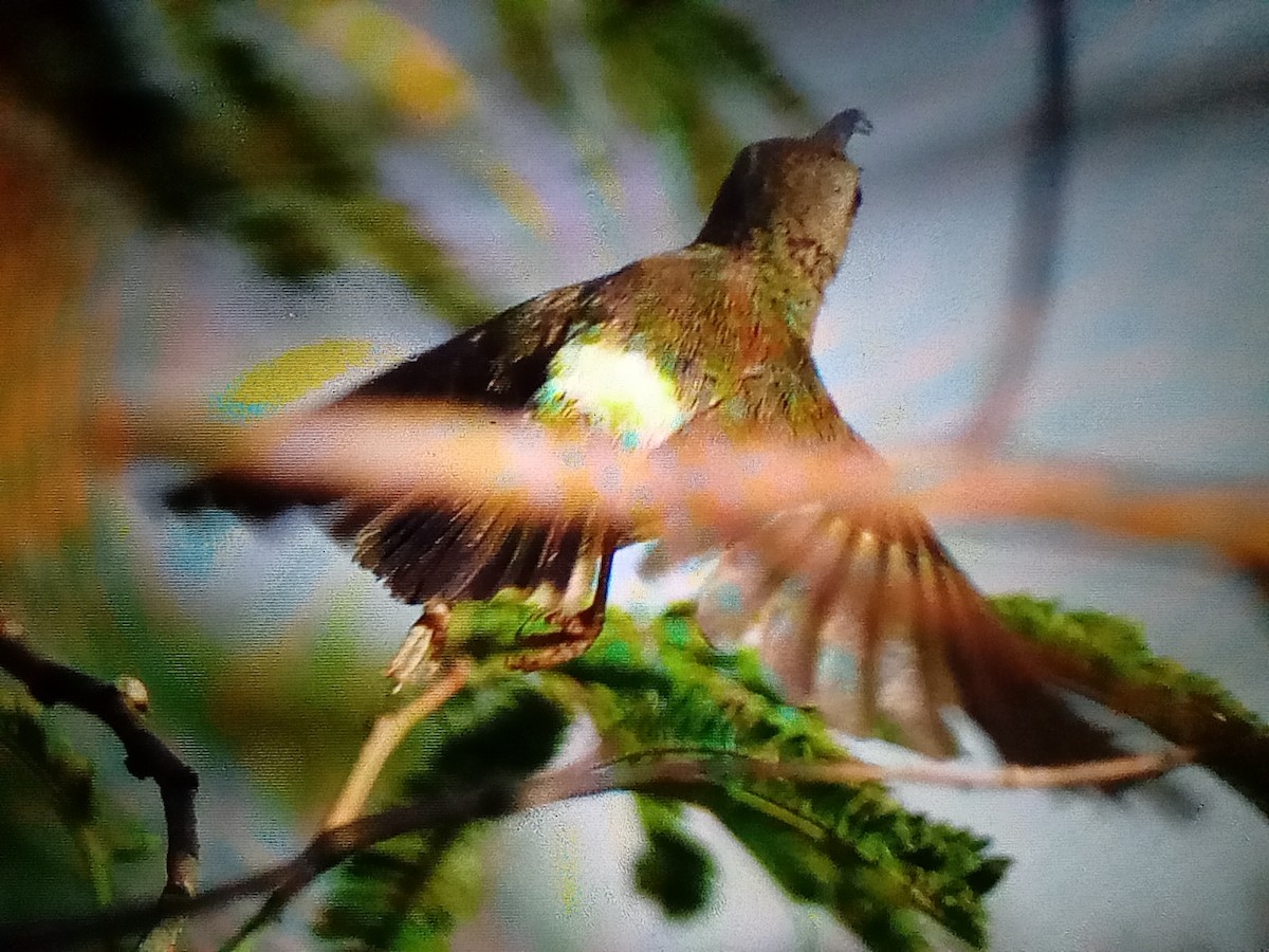 Black-throated Sunbird - ML630756645