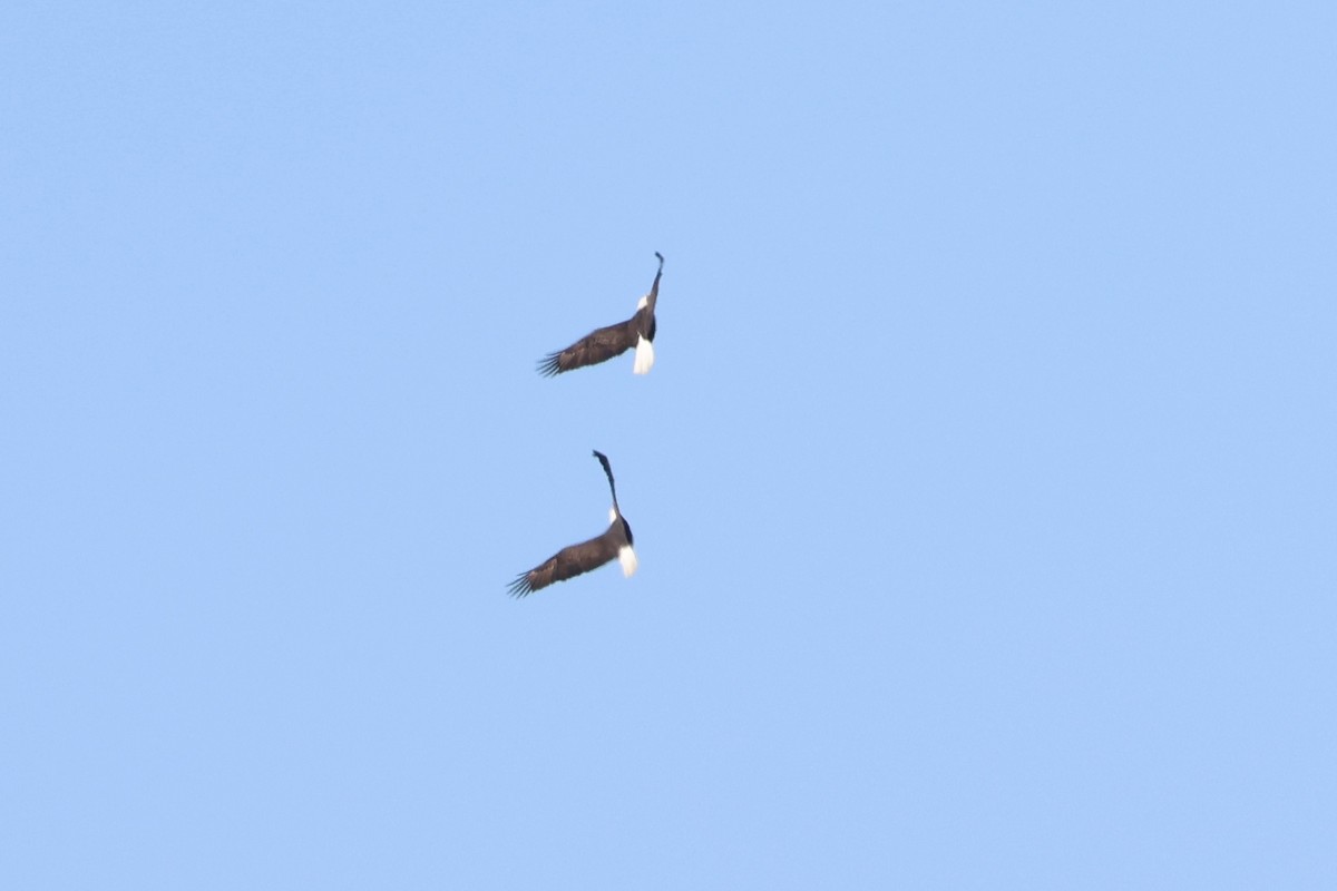 Bald Eagle - ML630756689