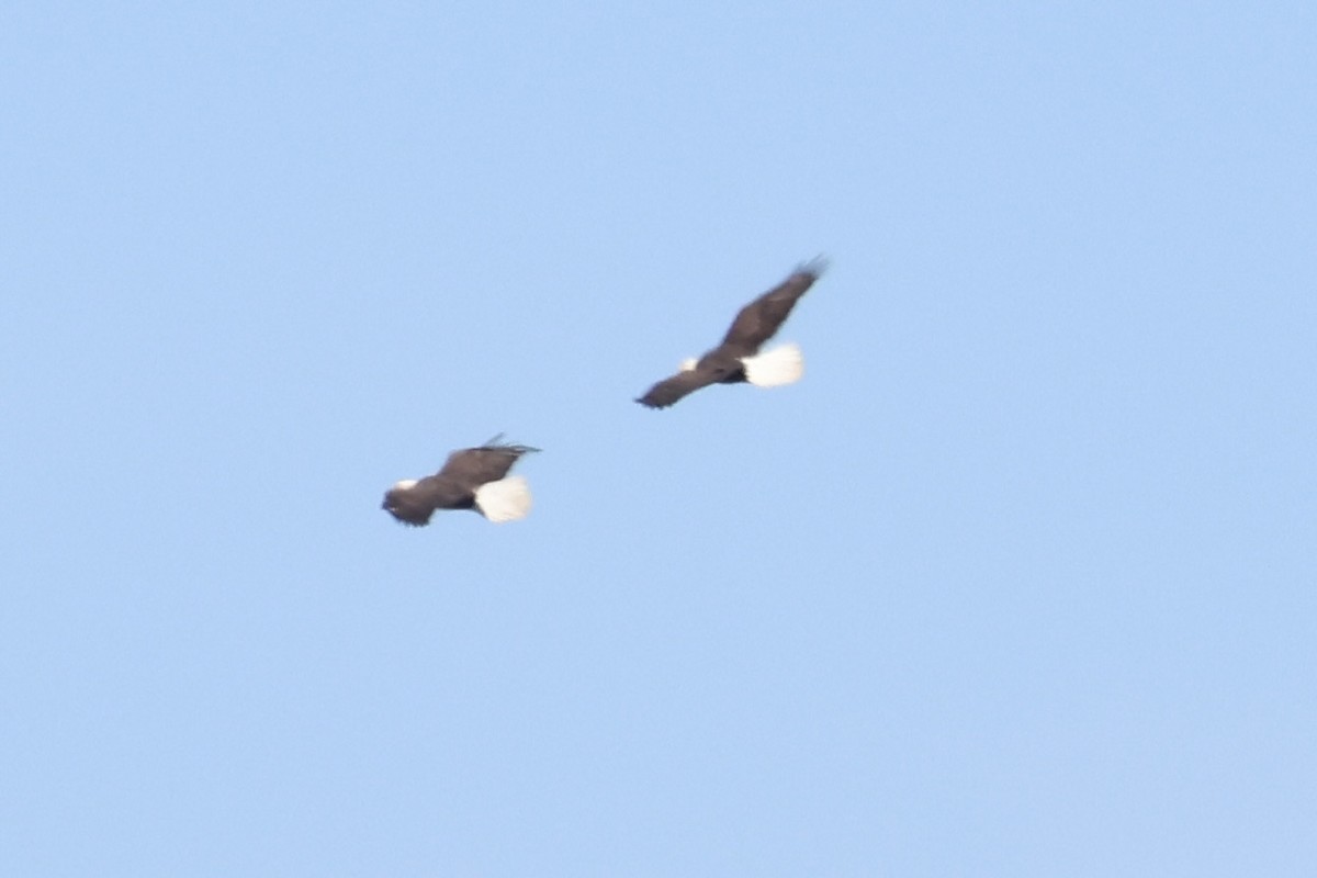 Bald Eagle - ML630756690