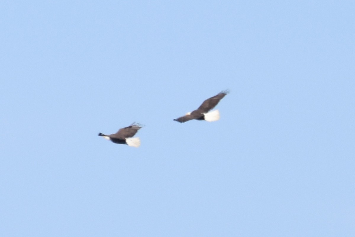 Bald Eagle - ML630756691